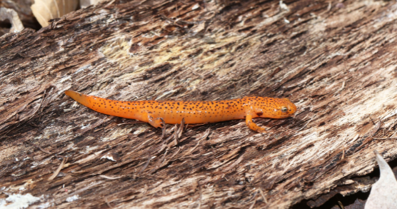 red salamander