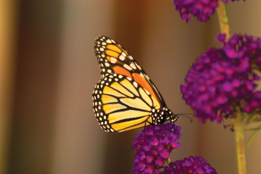 monarch butterfly sitting on a purple flower