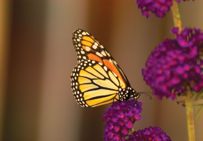 monarch butterfly sitting on a purple flower