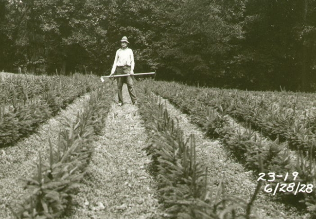 A black and white photo of a man standing, gardening hoe in hand, in the middle of a farmed fields. Short trees are growing in rows in the field.