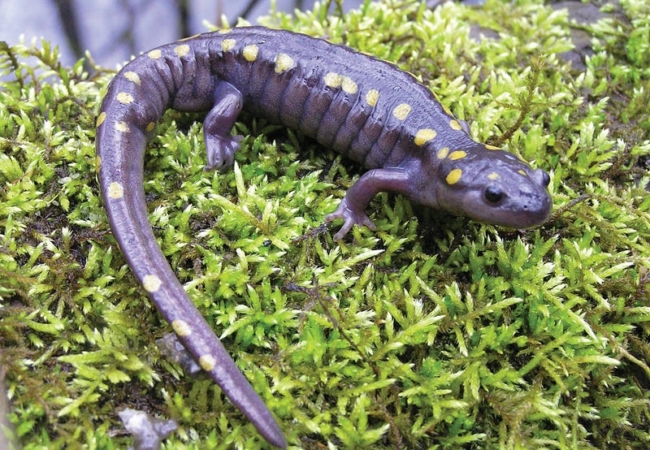 A spotted salamander on green moss.