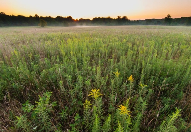 A late-autumn field at sunset.