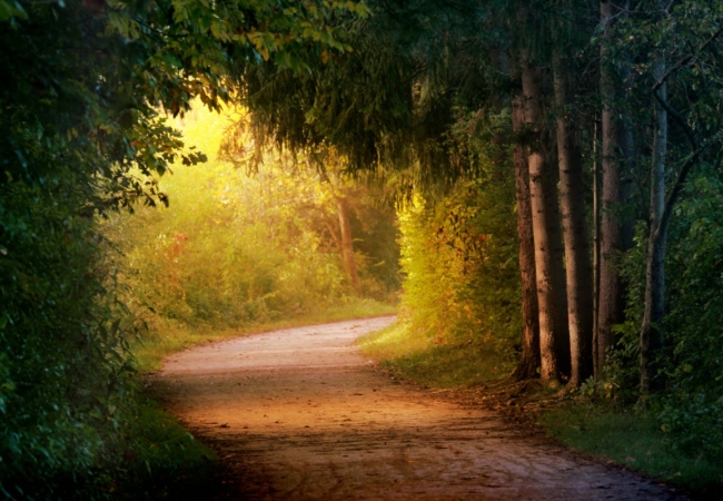 The Towpath Trail curves and disappears into the forest.