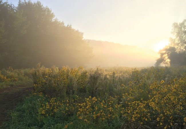 The sun rises over a field of wildflowers.