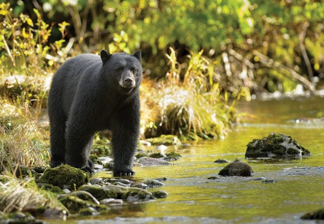 A black bear stands next to a shallow river.