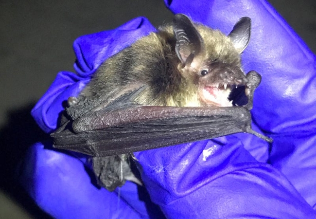 A small bat is held between gloved fingers.