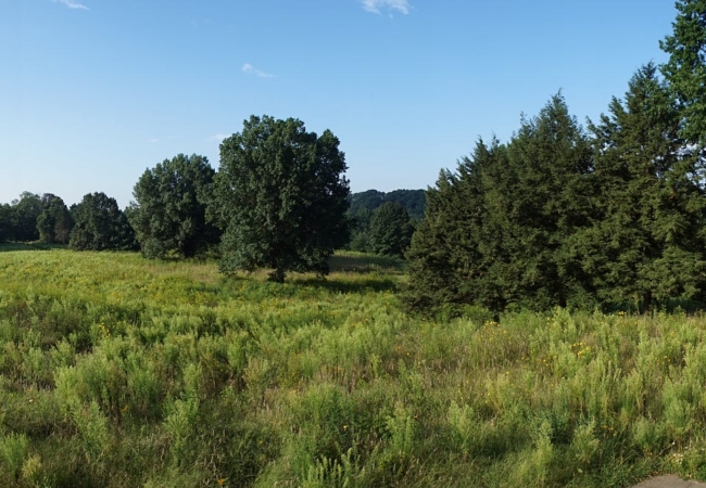 A field of tall green plants with trees scattered throughout.