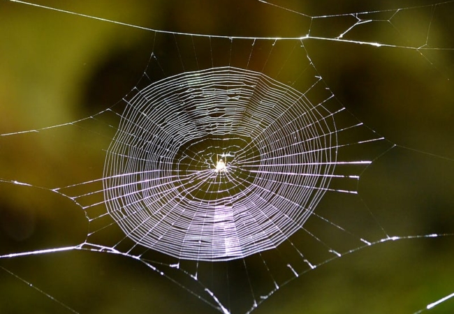 A spider web woven in a circular pattern.