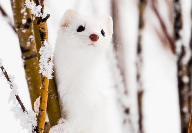 A white weasel holding onto a branch, it's fur blending in with the snow around it.