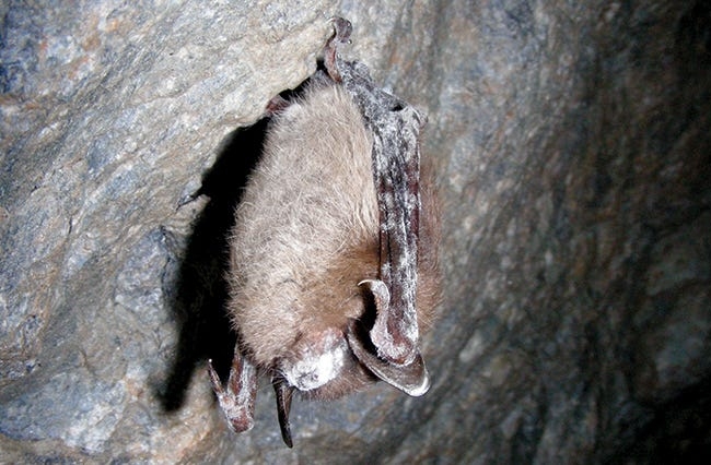 A bat hangs from a rock wall using its legs. A white powder is visible on its nose, an indication of white-nose syndrome.