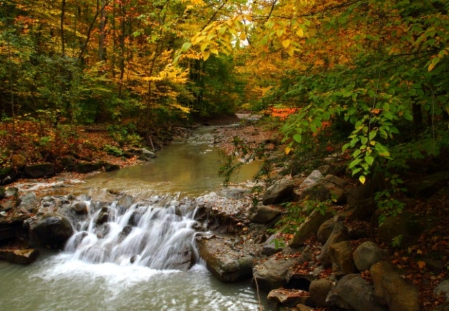 Trees with orange, yellow and green leaves hang over Sand Run Stream.