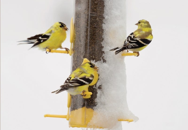 Three American goldfinches sitting on a snowy birdfeeder.