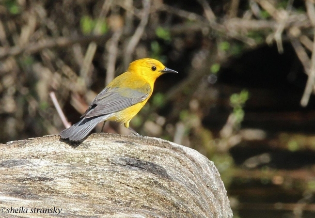 A prothonotary warbler on a rock.