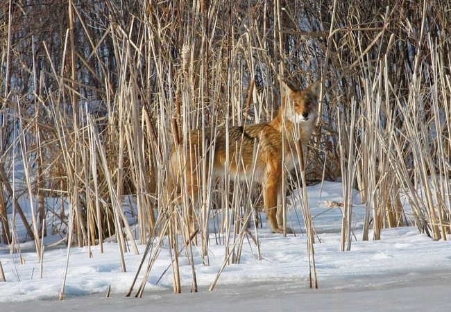 A coyote standing on a frozen water body, surrounded by dried cattails.