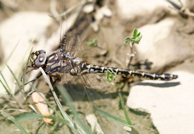 A close-up of a dragonfly, which shows off its yellow, brown, black and white coloring.