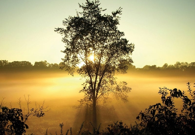 A rising sun peaks through the leaves of a tree and illuminates a foggy field.