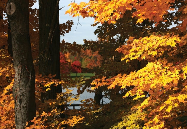 Bright yellow leaves hang from the branches of maple trees.
