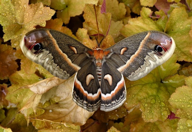 A cecropia moth sits on a pile of yellow leaves with its wings extended, showing off the various colors of its wings.