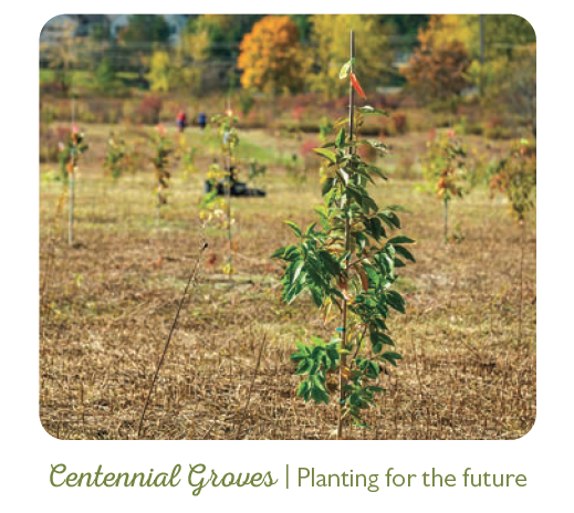 Newly planted saplings at the Munroe Falls Metro Park — Tallmadge Meadows Area Centennial Grove
