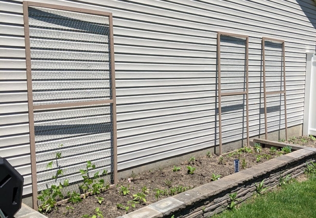 Three DIY trellises stand in a garden against the side of a house.
