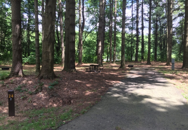 A paved path leading through the pine forests of the Nimisila Reservoir campsite.