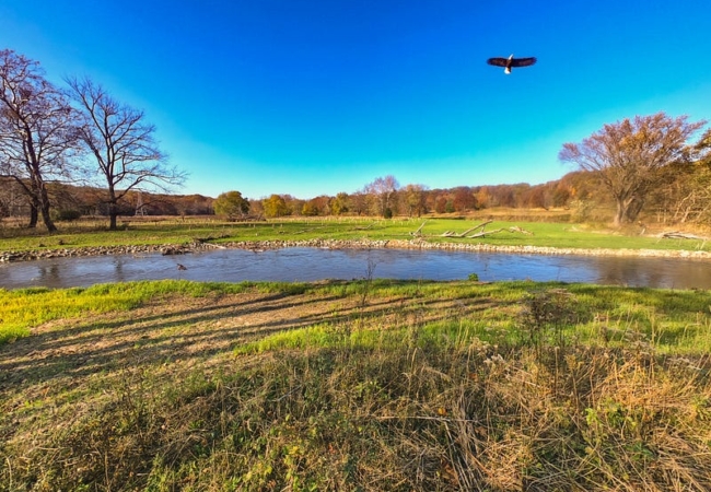 A bald eagle soars over the Cuyahoga River.