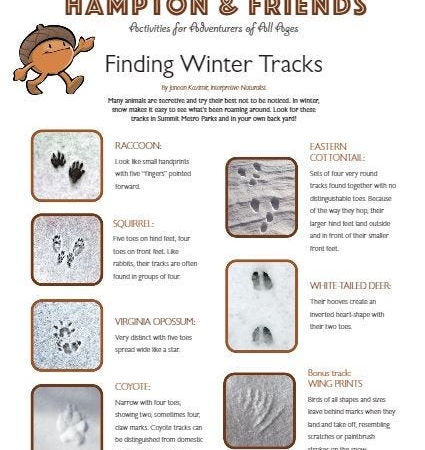 An activity sheet with information about how to identify animal tracks in snow.