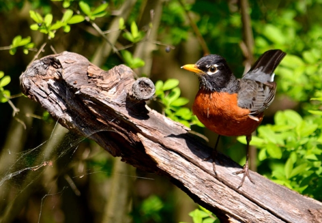 A robin on a tree branch.