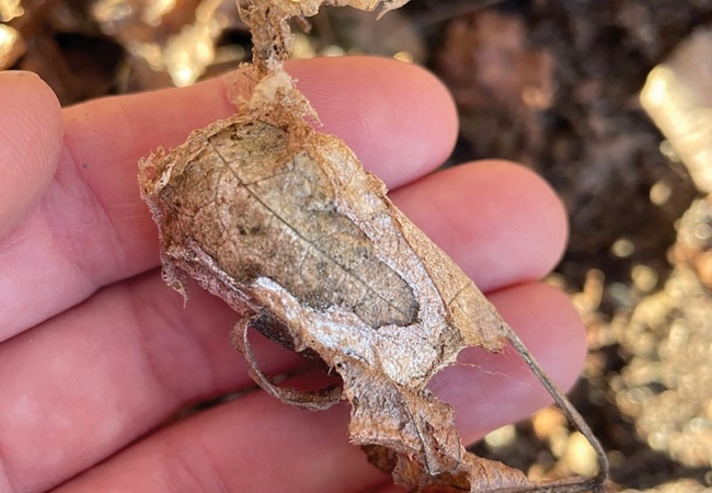 A few fingers hold a luna moth cocoon, which is textured like dead leaves.
