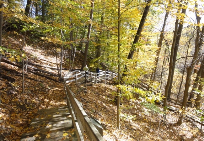 A curving wooden staircase leading downward through a forest.