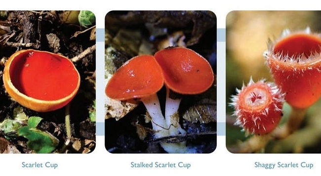 A group of photos featuring scarlet cup, stalked scarlet cup and shaggy scarlet cup mushrooms.