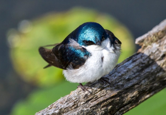 A blue and white swallow sits on a tree branch.
