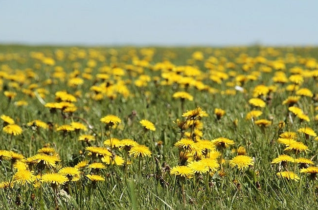 A field of dandelions.