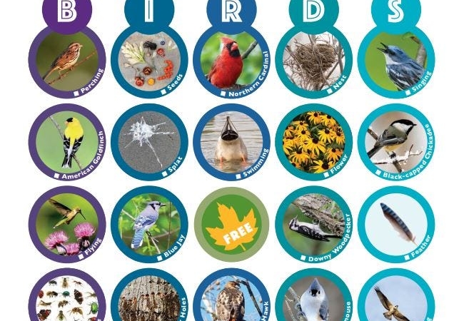 A graphic of a bird bingo sheet.