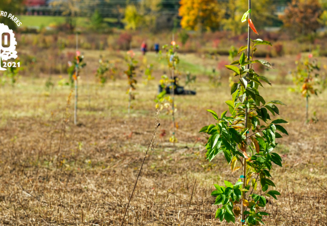 A small tree planted in a field along with several other trees in the background. The trees are being held up by posts with colorful ribbons at the top of each.