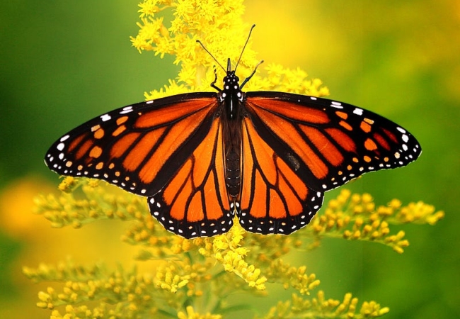 A monarch butterfly sitting with its wings out on a goldenrod plant.