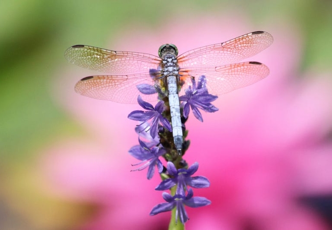 A dragonfly sitting on purple loosestrife.