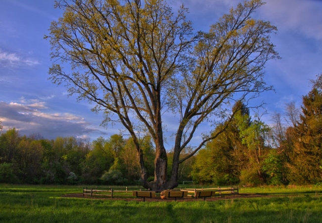 The Signal Trees signature branches tower high above the grassy field below.