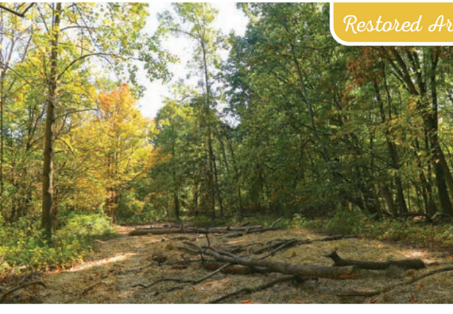 A strip of land with dead foliage and fallen trees extends into the distance, surrounded by forest.