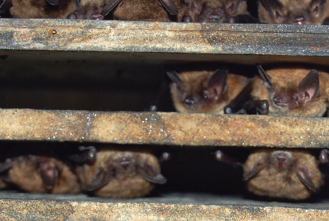 Several bats rest between wooden slats.