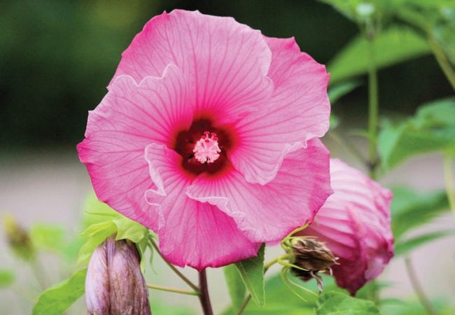 A close up of a rose mallow plant shows off its large pink petals.