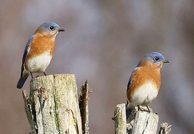 Two Eastern bluebirds sit on small wooden stumps.