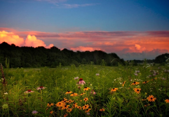 A field of native wildflowers, including coneflowers and black-eyed Susans. The sunset casts a pinkish hue in the clouds above.