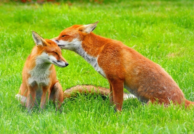 Two foxes in a grassy field.
