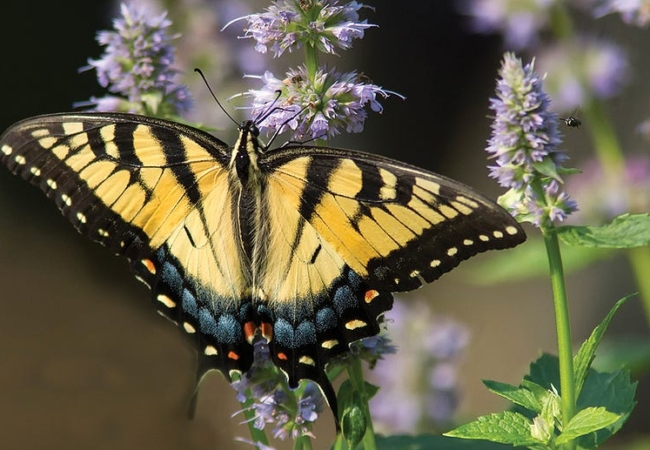 An Eastern tiger swallowtail on a purple flower.