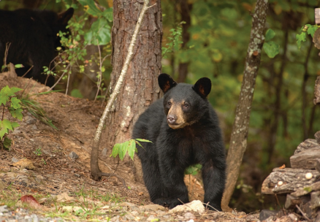 A young black bear in a forest.