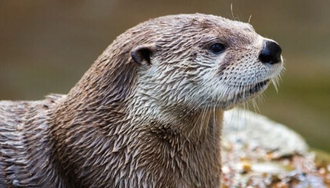 A close up photo of a river otter.