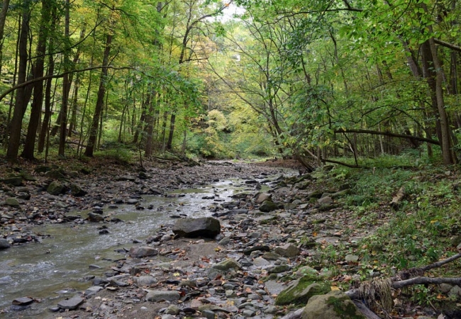 A rocky stream running through a green forest.