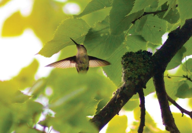 A hummingbird hovering, wings outstretched, between green tree leaves.