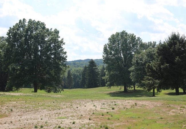 A grassy field dotted with occasional trees.